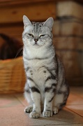 BRITISH SHORTHAIR 044